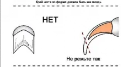 Как да се грижим за котенца